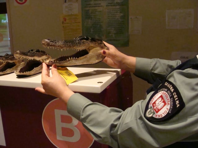 Głowa aligatora na lotnisku (Zobacz) – fot. IC we Wrocławiu