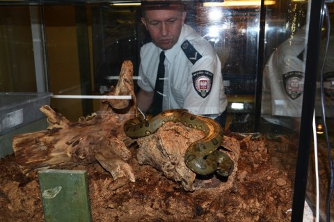 Głowa aligatora na lotnisku (Zobacz) - 23