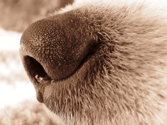 Ekolodzy uratowali konającego psa - fot. Elucidate/Wikipedia