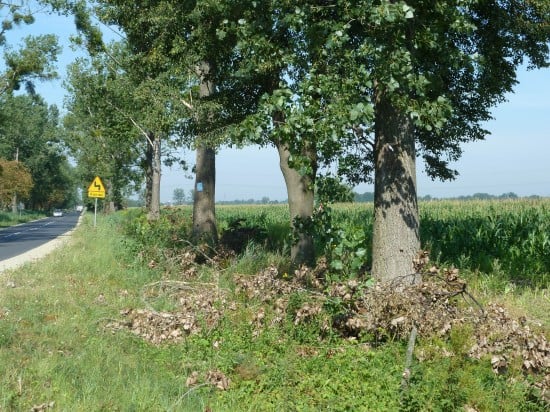 Zwisające konary nad jezdnią (Zobacz) - fot. Reakcja24