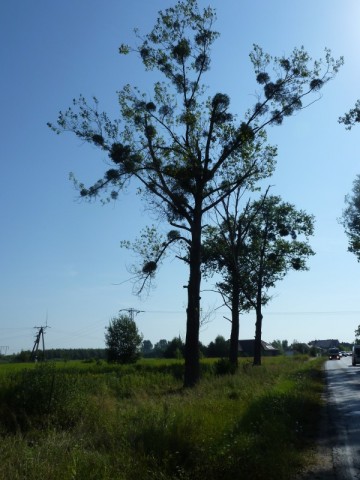 Zwisające konary nad jezdnią (Zobacz) - 0