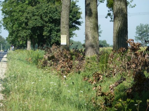 Zwisające konary nad jezdnią (Zobacz) - 11
