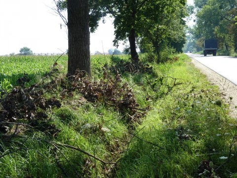 Zwisające konary nad jezdnią (Zobacz) - 12