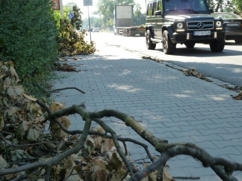 Zwisające konary nad jezdnią (Zobacz) - 14