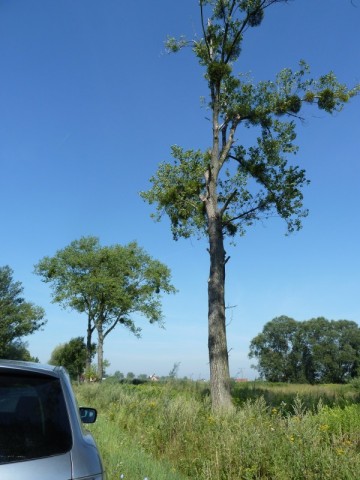 Zwisające konary nad jezdnią (Zobacz) - 1