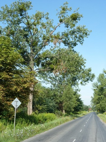 Zwisające konary nad jezdnią (Zobacz) - 2