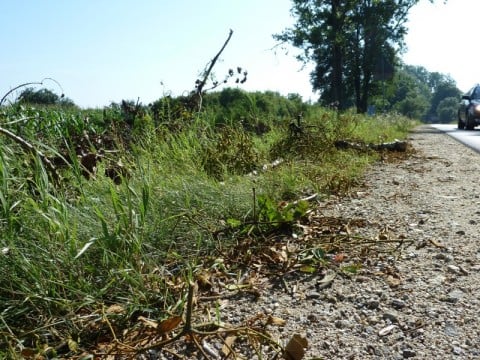 Zwisające konary nad jezdnią (Zobacz) - 6
