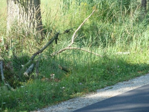 Zwisające konary nad jezdnią (Zobacz) - 7