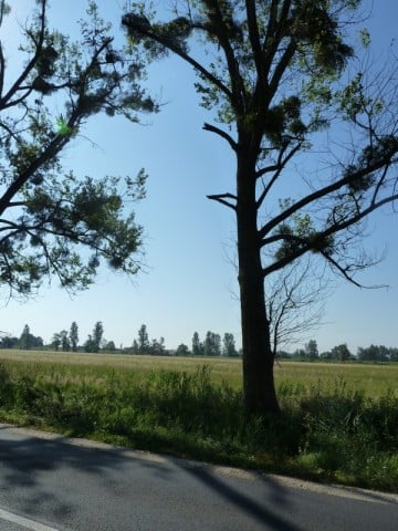 Zwisające konary nad jezdnią (Zobacz) - 8