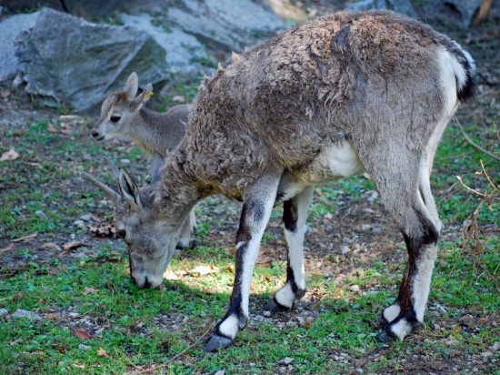 Nowi mieszkańcy Zoo (Zdjęcia)