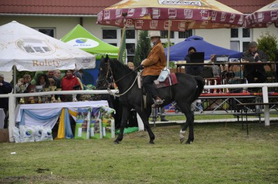 Konie, jeźdźcy i hodowcy w Siedlcu Trzebnickim (Zdjęcia) - 1