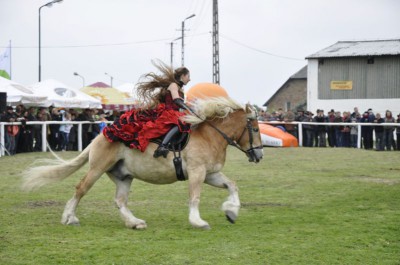 Konie, jeźdźcy i hodowcy w Siedlcu Trzebnickim (Zdjęcia) - 2