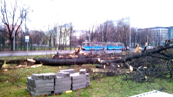 Wiekowe dęby pod top&oacute;r (ZDJĘCIA)