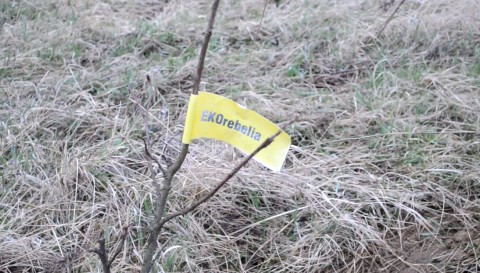 Ekorebelianci walczą o drzewa - 1