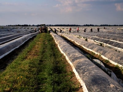 Najstarsza plantacja szparagów (ZOBACZ) - 9
