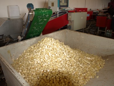 Najstarsza plantacja szparagów (ZOBACZ) - 1