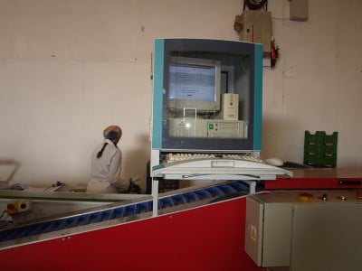 Najstarsza plantacja szparagów (ZOBACZ) - 2