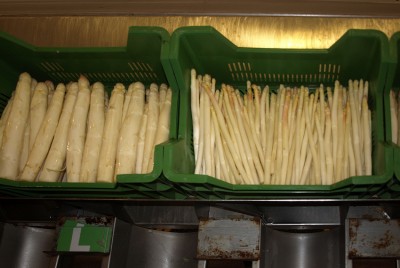Najstarsza plantacja szparagów (ZOBACZ) - 4
