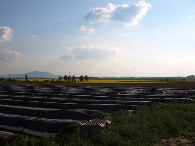 Najstarsza plantacja szparagów (ZOBACZ) - 7