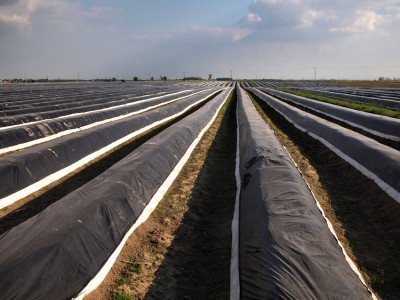 Najstarsza plantacja szparagów (ZOBACZ) - 8