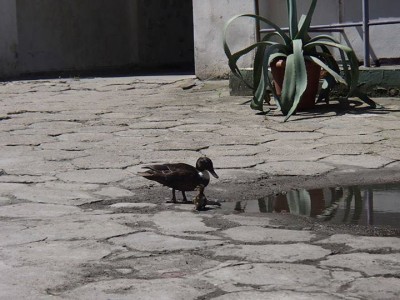 Dramatyczna akcja w szkole plastycznej - 18