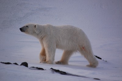 Wirus polarny silnie uzależnia! (Foto) - 15
