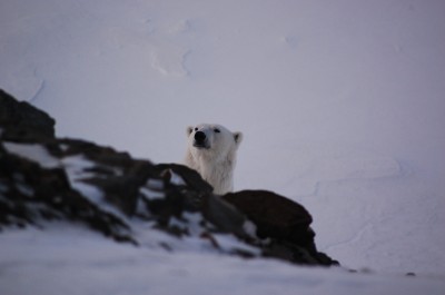 Wirus polarny silnie uzależnia! (Foto) - 16