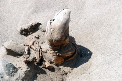 Sensacyjne odkrycie archeologów z Wrocławia! (GALERIA) - 17