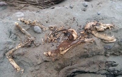 Sensacyjne odkrycie archeologów z Wrocławia! (GALERIA) - 8