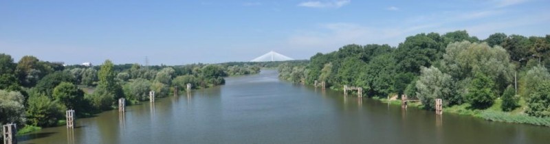 Wrocław znów zielony. Urzędnicy zapowiadają wielkie sadzenie (ZOBACZ GDZIE) - fot. materiały prasowe