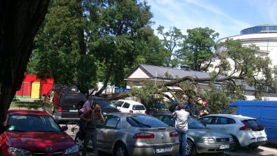 Potężne drzewo uszkodziło kilka aut (ZDJĘCIA) - 13