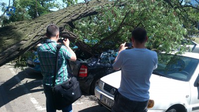 Potężne drzewo uszkodziło kilka aut (ZDJĘCIA) - 8
