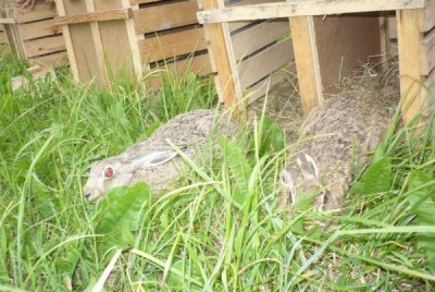 Myśliwi w powiecie wałbrzyskim ratują zające (ZDJĘCIA) - 5