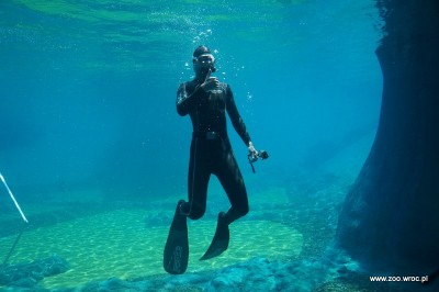 Ile będą kosztowały bilety do Afrykarium?