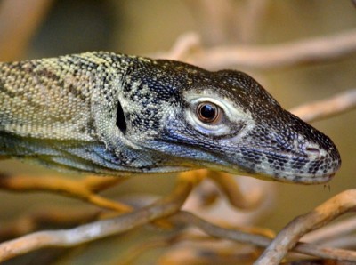Smoki z Komodo zawitały do wrocławskiego Zoo