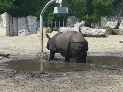 Uff, jak gorąco! Zwierzaki w zoo taplają się w błocie - 0