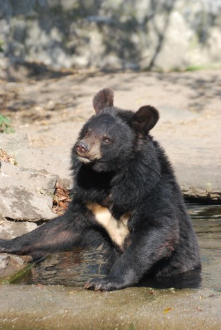 Uff, jak gorąco! Zwierzaki w zoo taplają się w błocie - 2