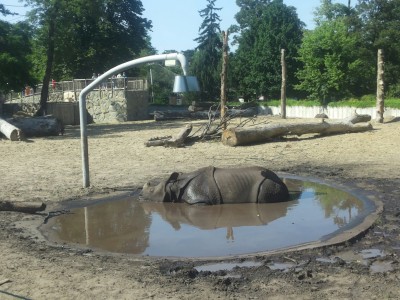 Uff, jak gorąco! Zwierzaki w zoo taplają się w błocie - 3