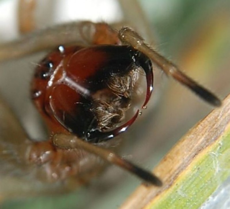 Uwaga na jadowite pająki! - fot. Rainer Altenkamp (Wikimedia Commons)
