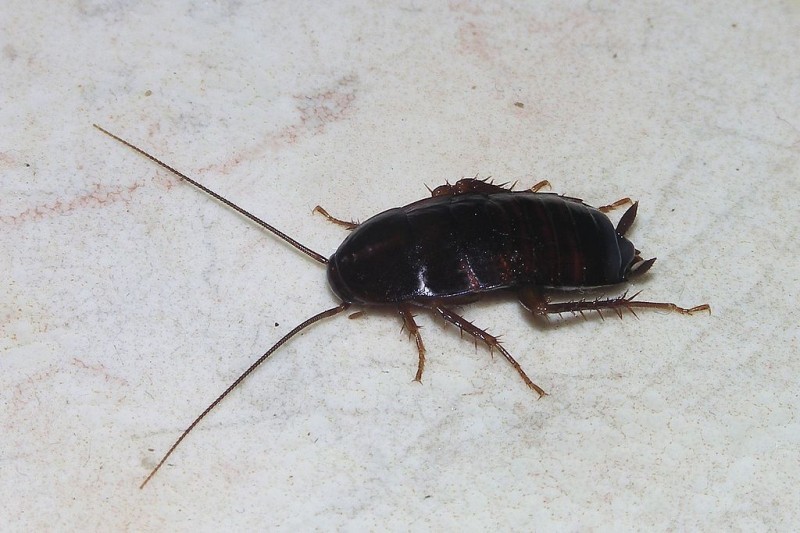 Żyją z wielkimi karaluchami i szczurami (ZDJĘCIA) - zdjęcie ilustracyjne; fot. Alvesgaspar (Wikimedia Commons)