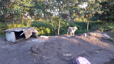 Pożar altanek. Z ogniem walczyły 4 zastępy (ZDJĘCIA) - 2