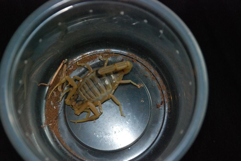Domorosły hodowca skorpionów i nie tylko (Zobacz) - 