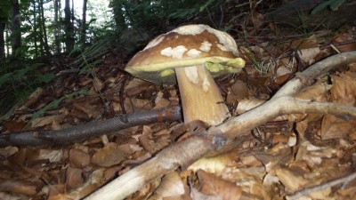 Wakacyjny blog: Słowik na grzybach (Galeria zdjęć)