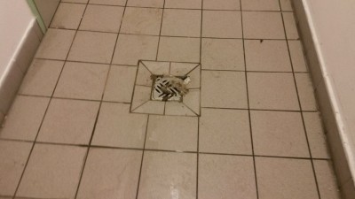 "Bakterie śmigają w najlepsze" - mówią pracownicy aquaparku - 0