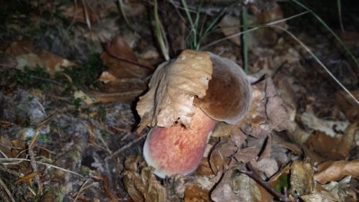 Zarabiiają na grzybobraniu nawet 9 tysięcy złotych! - 2