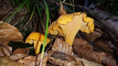 Zarabiiają na grzybobraniu nawet 9 tysięcy złotych! - 3
