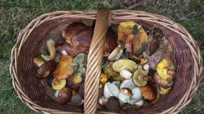 Zarabiiają na grzybobraniu nawet 9 tysięcy złotych! - 5