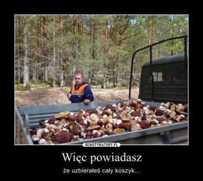 Zarabiiają na grzybobraniu nawet 9 tysięcy złotych! - 7