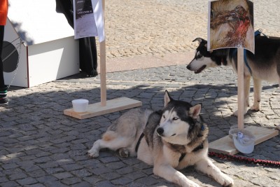 Przywiąż psa do siebie, nie do budy (ZDJĘCIA) - 3