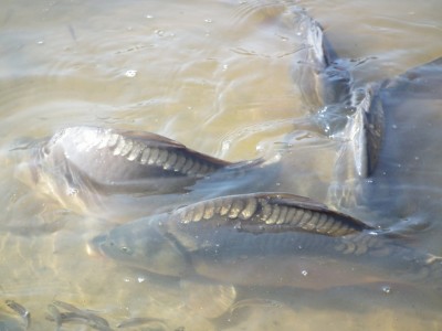 DRJ: Karp w Dolinie Baryczy - 9